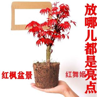 红枫盆景树桩树苗阳台室内花卉盆栽植物四季 常年红观叶绿植红舞姬