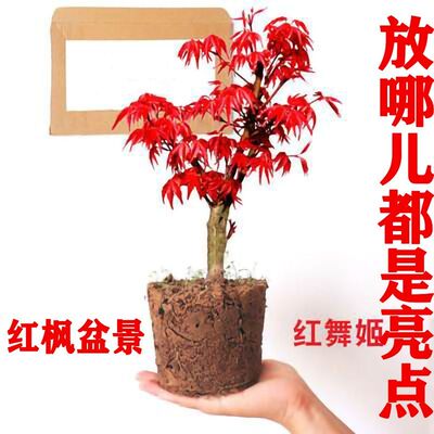 红枫盆景树桩树苗阳台室内花卉盆栽植物四季常年红观叶绿植红舞姬