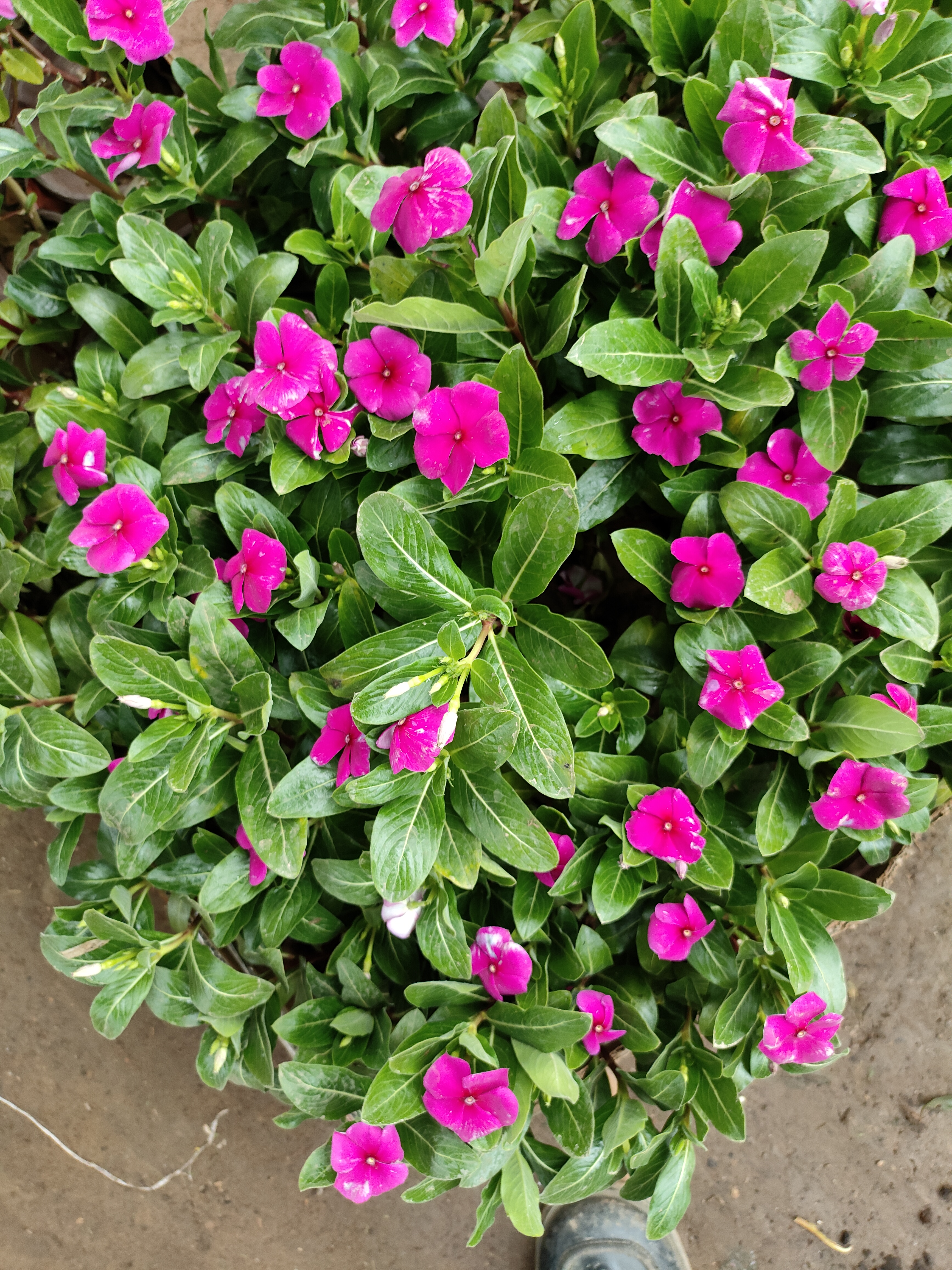 木本长春花盆栽天天开五叶梅多季开花不断好养室内阳台庭院多年生