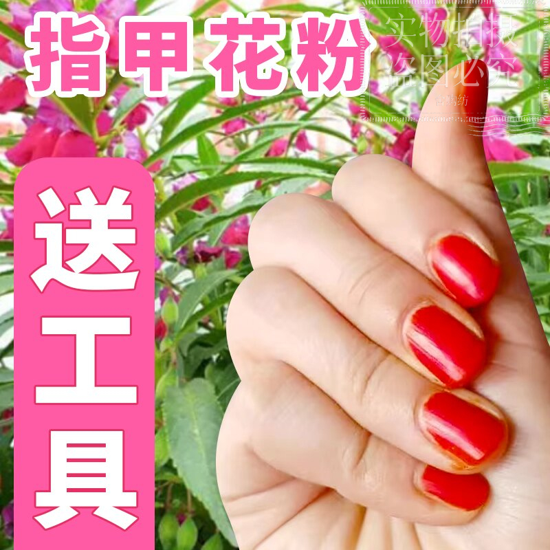 美甲植物染指晕染女鲜染指甲花指甲草凤仙花海娜花海娜粉染指甲粉