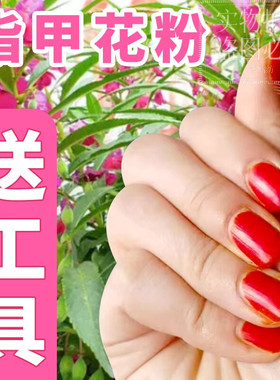 美甲植物染指晕染女鲜染指甲花指甲草凤仙花海娜花海娜粉染指甲粉