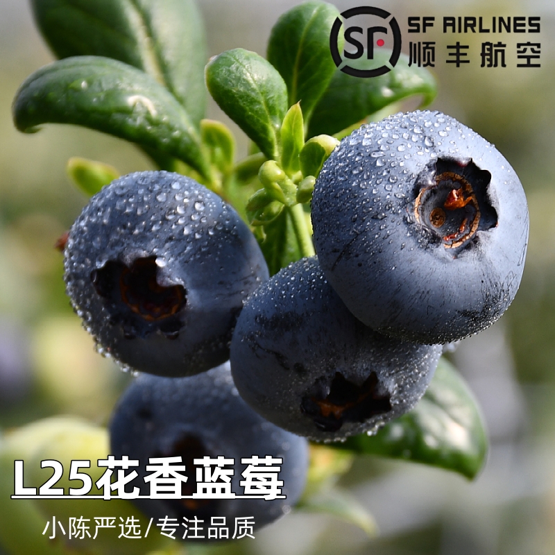 现摘L25云南花香蓝莓顺丰航空