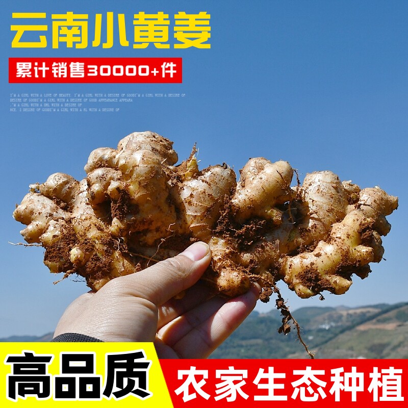 【小陈严选】云南农家自种生姜小黄姜老姜月子新鲜现挖5斤9斤包邮