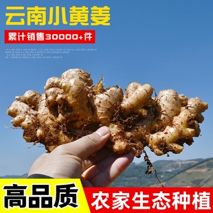 【小陈严选】云南农家自种生姜小黄姜老姜月子新鲜现挖5斤9斤包邮