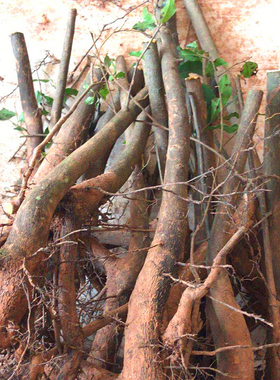 练手桩四川省灌木小叶金弹子老树桩盆景盆栽素材绿色植物四季常青