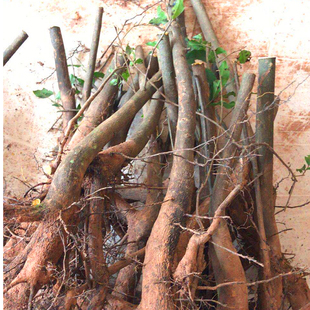 常青 练手桩四川省灌木小叶金弹子老树桩盆景盆栽素材绿色植物四季