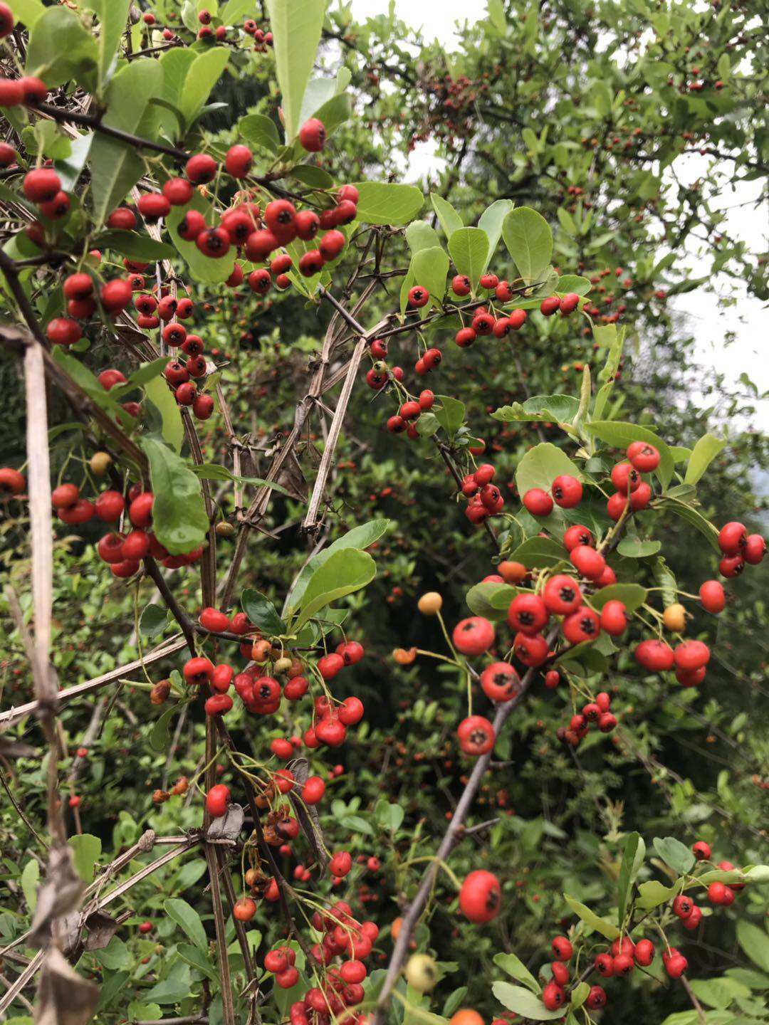 练手桩棘子盆景素材绿色植物挂果