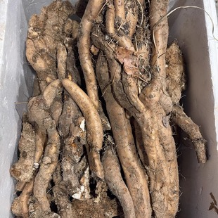 野生山药河南伏牛山风铃山药绵山药