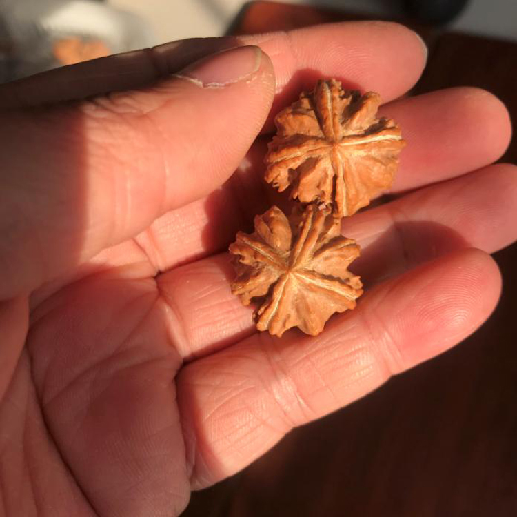 23mm小手捻野生正四棱异型山核桃文玩把件正奔精选老树狮子头三棱