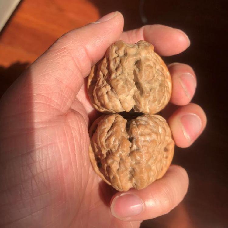 42mm蛤蟆头开背老树开背麻核桃