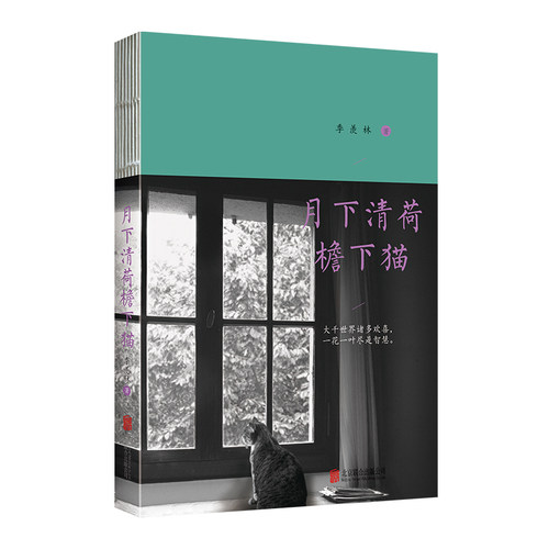月下清荷檐下猫