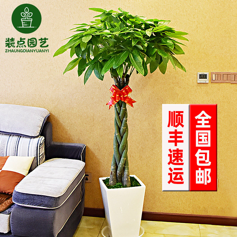 树桩带根辫子独杆发财树客厅盆栽大带盆栽好客厅室内盆景开业植物