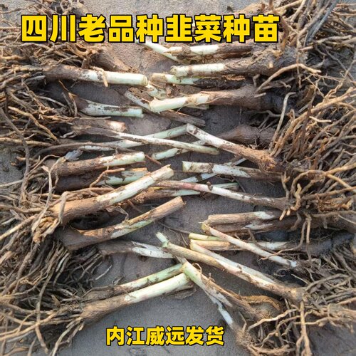 四川老品种现挖新韭菜根苗香韭菜本土大叶韭菜根农家品种阳台种苗