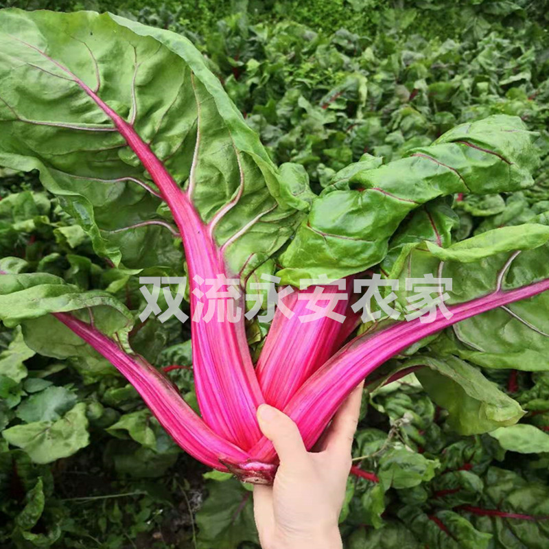 红厚皮菜新鲜四川农家红庚牛皮菜莙荙菜红心瓢儿菜时令蔬包邮