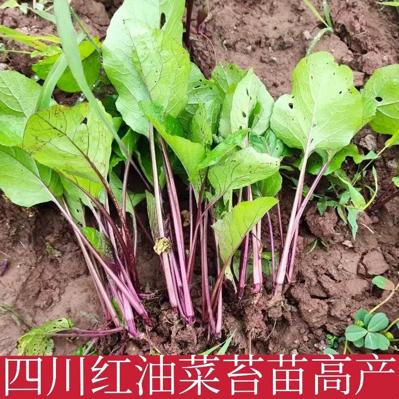 四川红油菜苔秧苗耐寒可多次采摘