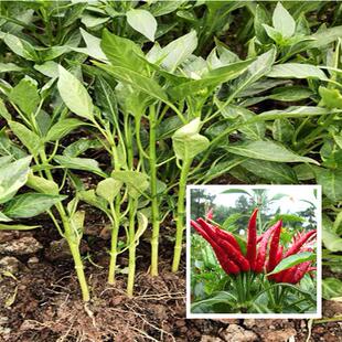 四川朝天椒苗小米椒种苗海椒苗阳台盆栽蔬菜苗朝天椒秧苗辣椒秧苗
