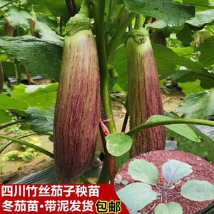 四川竹丝茄秧苗紫红长茄子种籽茄子高产墨茄子蔬菜种苗阳台盆栽
