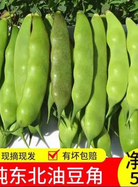东北油豆角新鲜现摘九月青豆角
