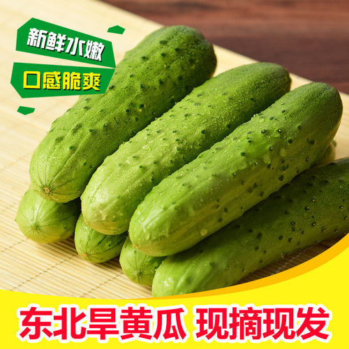 5斤装东北黑龙江农家旱黄瓜孕妇生吃新鲜蔬菜现摘绿色土黄瓜包邮
