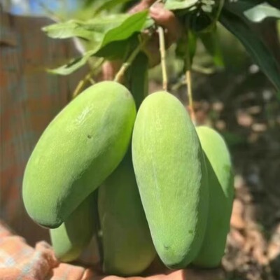 顺丰不包邮内蒙东三省走申通邮政