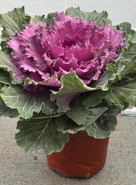 羽衣甘蓝盆栽花苗耐寒观赏