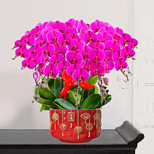 北京特级蝴蝶兰带花苞盆栽兰花苗客厅花卉同城配送礼中秋节年宵花