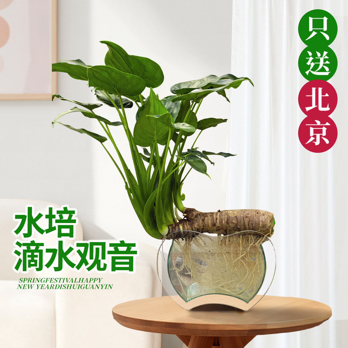 水培滴水观音水养好活植物室内加湿耐阴净化空气四季常绿办公盆景