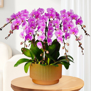 北京特级蝴蝶兰盆栽春节送礼年宵花卉送老人送领导带花苞送货到家