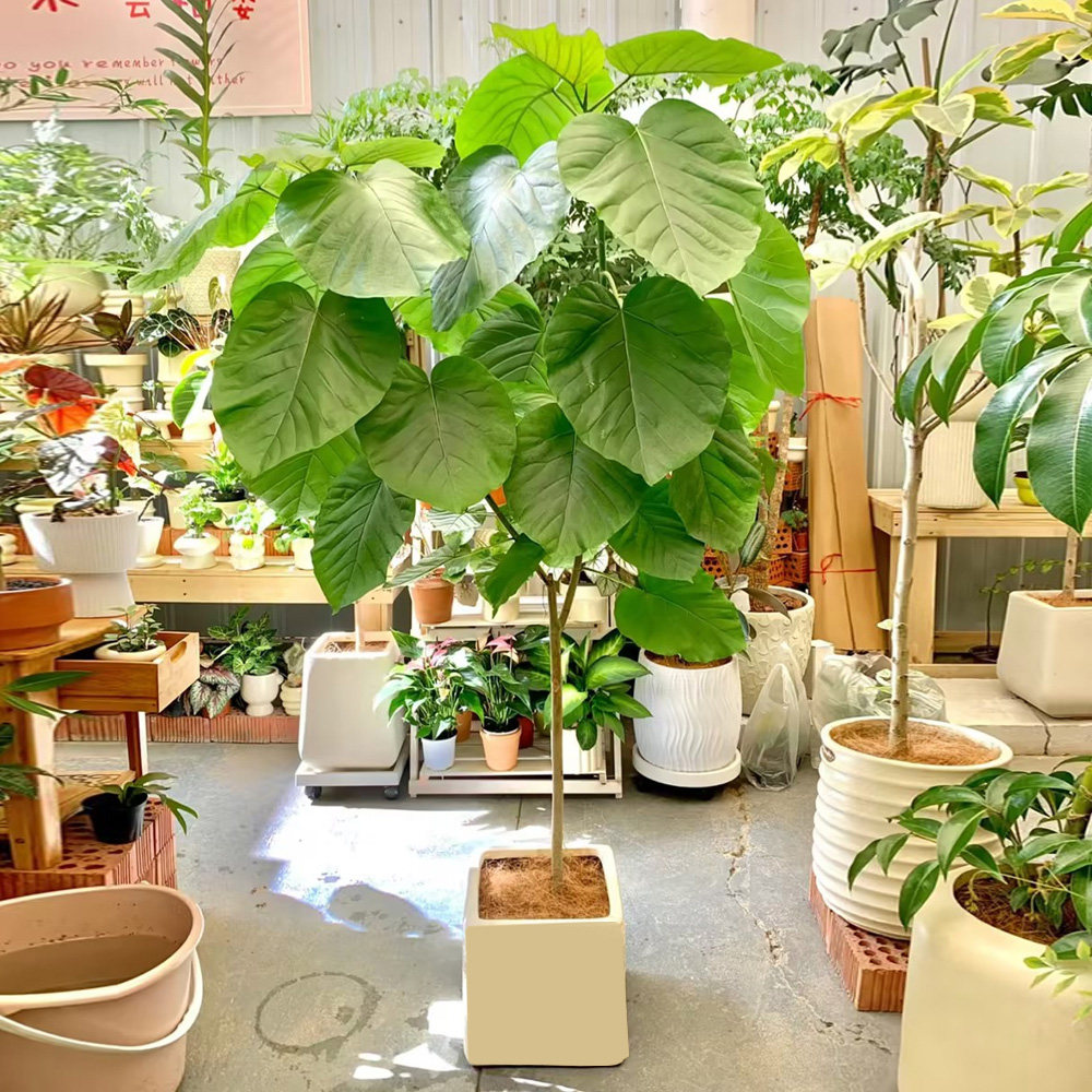 爱心榕北欧风绿植室内净化空气