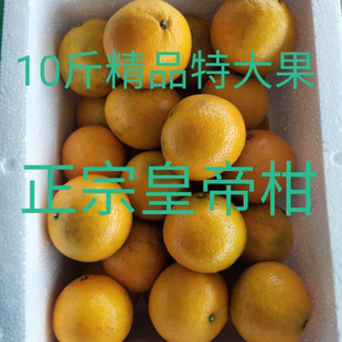 正宗【皇帝柑精品特大果65果径】10斤泡沫箱发货现摘现发纯甜无酸