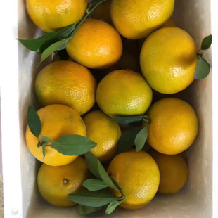 正宗【武鸣皇帝柑】农家自种现摘现发新鲜，清甜多汁皮薄口感好