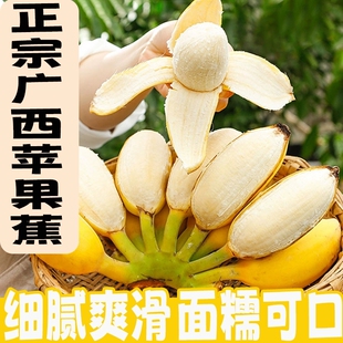 正宗【广西苹果蕉】八成熟采摘发货收到九成熟6斤装10斤装口感棒