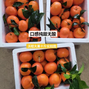 正宗【皇帝柑】自家种现摘现发泡沫箱发货口感纯甜无酸当季柑橘