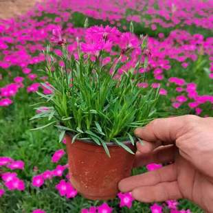 欧石竹粉贝花期长花带花苞好养盆栽花苗室外耐寒地被绿植庭院草坪