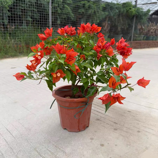 热火红桑巴三角梅四季勤开花大盆原土带花苞发货包活对版高40厘米