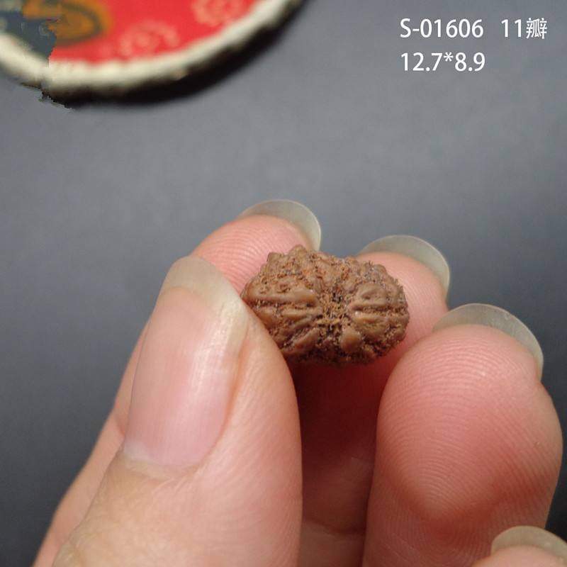 多瓣十一（11）瓣金刚菩提子原子