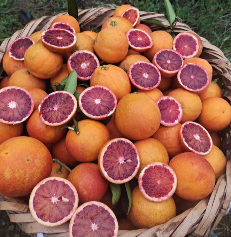 实图拍摄重庆长寿血脐橙顺丰包邮塔罗科红心脐橙孕妇水果