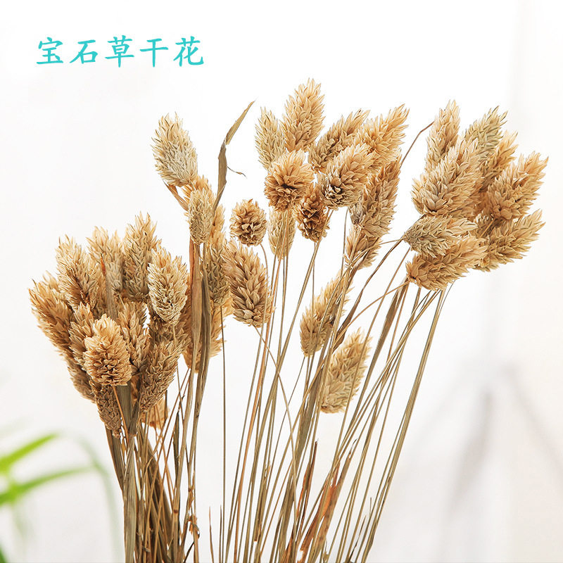【干花宝石草】云南宝石草干花原色花材枯黄原色复古米黄颜色
