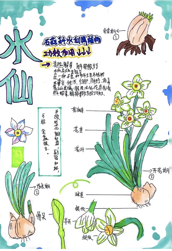 自然观察笔记水仙花手抄报模板小报横版线稿绘画生长过程记录小学