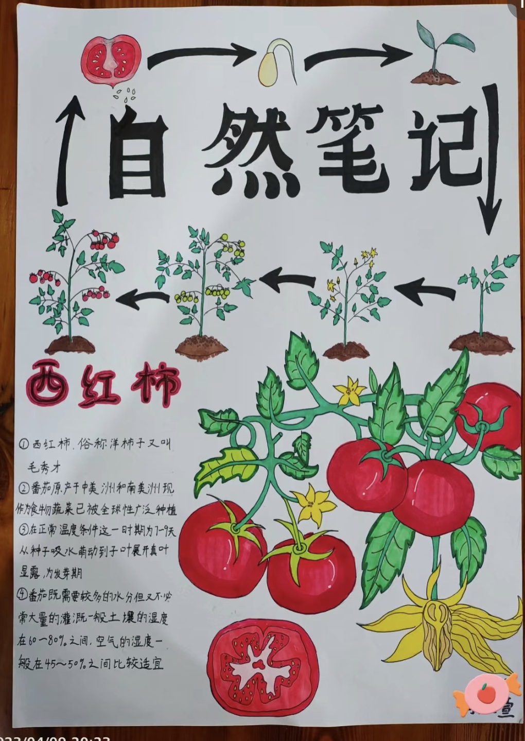 自然观察笔记西红柿番茄手抄报模板小线稿绘画生长过程记录小学生