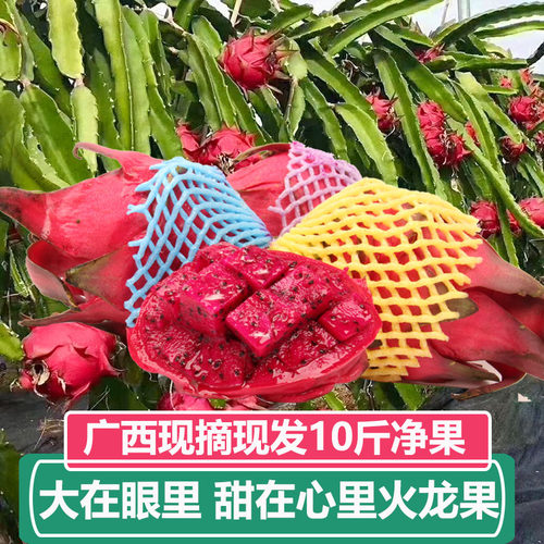金都一号火龙果红心10斤大果