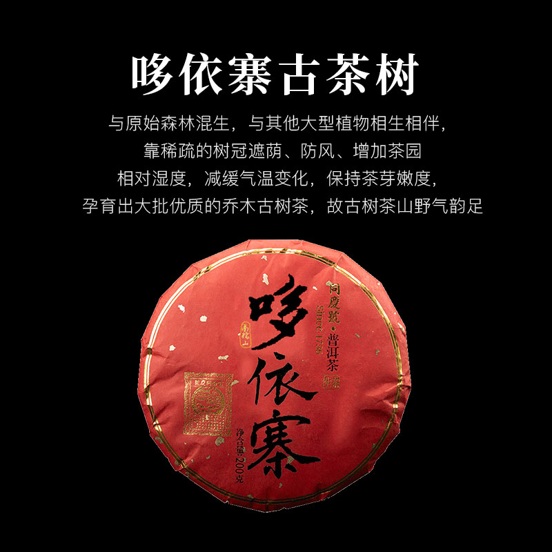 同庆号哆依寨高海拔茶树山野韵深