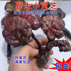 东北长白山野生赤灵芝