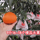 包邮 水果整箱柑橘 橙子孕妇水果新鲜当季 四川爱媛38号果冻橙9斤装