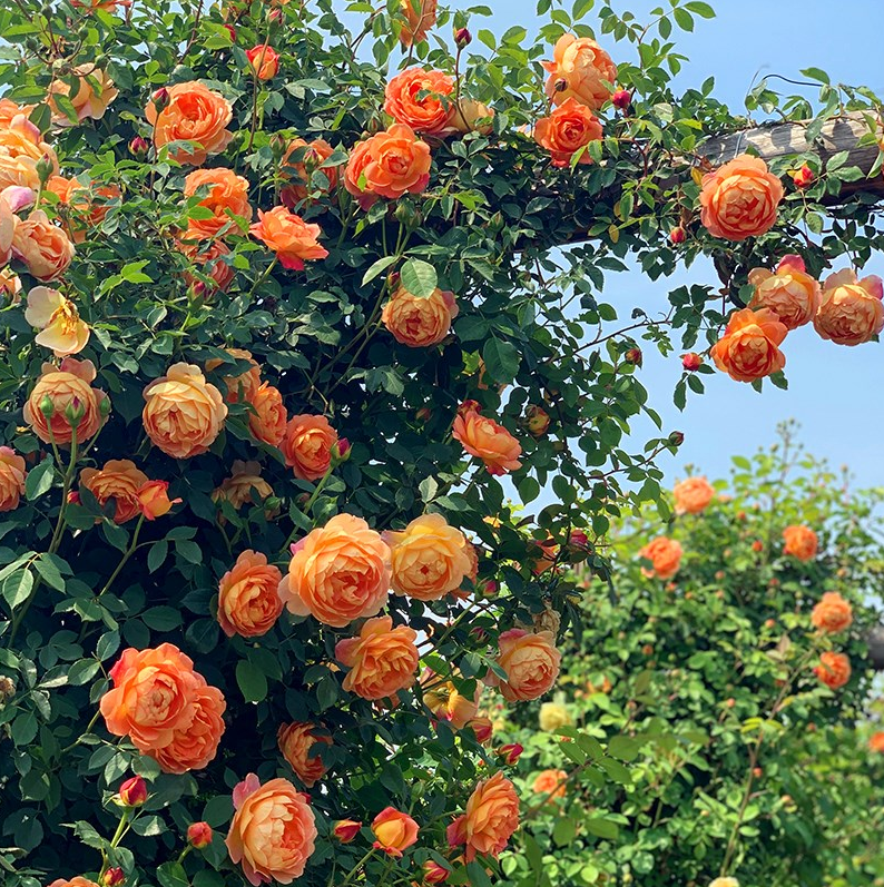 花儿朵朵开爬藤月季夏洛特夫人