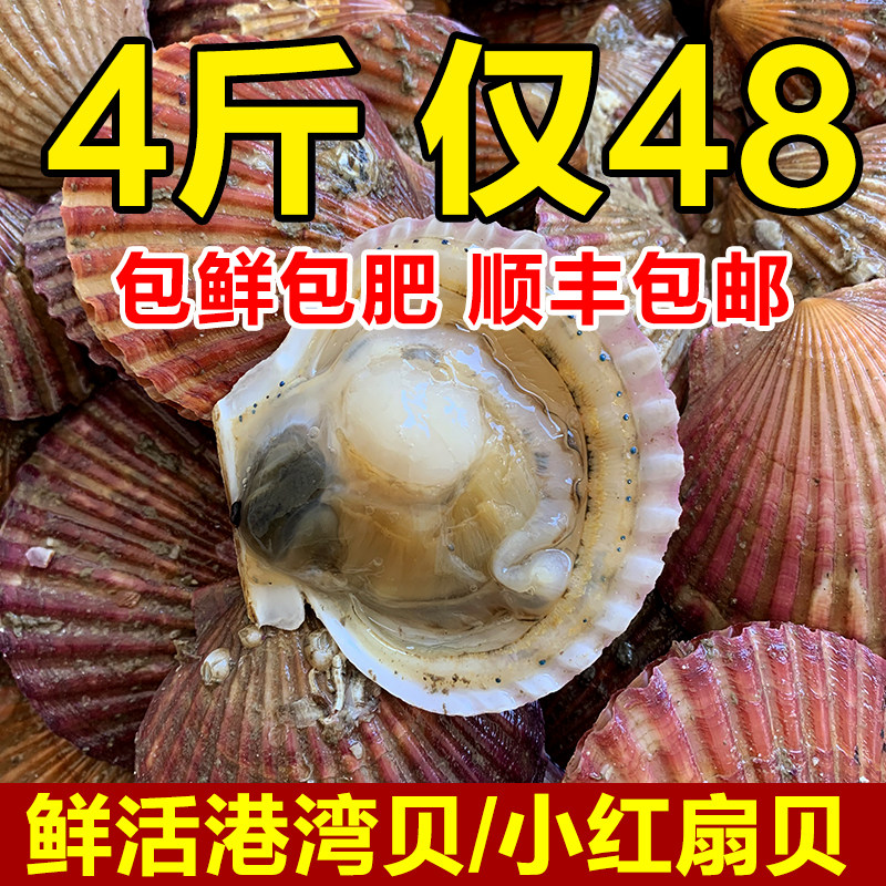 海红贝的图片,图片,花的图片_大山谷图库