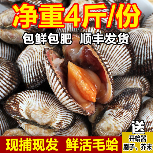 鲜活毛蛤蜊现捕现发肉质肥美鲜嫩