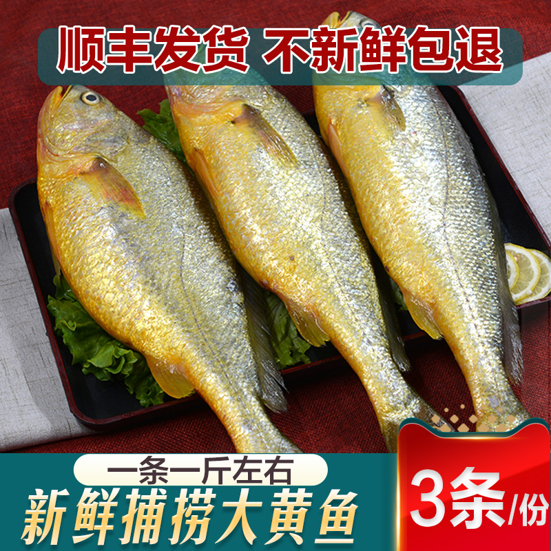 大黄鱼新鲜捕捞肉多刺少