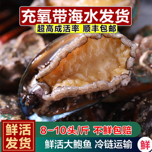 鲜活鲍鱼新鲜活体充氧带海水发货大个8头10头鲍海鲜水产顺丰包邮