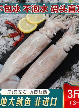 鲜活冷冻鱿鱼新鲜无冰衣